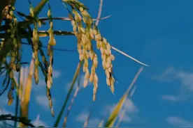 以我的亲身经历告诉大家，嫁给俩兄弟的家庭有多痛苦？图片