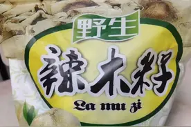 神奇的野生辣木籽图片