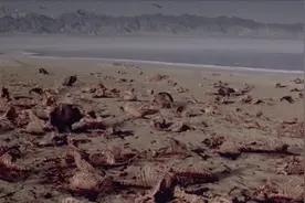 可可西里，是天堂亦是炼狱图片