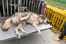 鄂州一只犬科动物出逃，多部门联合搜捕将其击毙图片