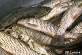 买草鱼时，是挑大的还是挑小的？鱼农说出心里话，以后别再买错了图片