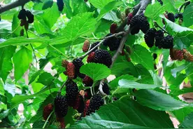 这个华北最大的古桑园里桑椹熟了图片