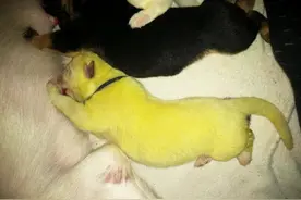 德牧生下了8只狗崽，却有一只是黄色的，兽医解释：多洗澡就好了图片