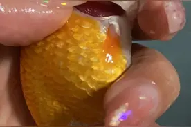 金鱼治疗鱼鳃病的方法，菌鳃虫鳃都怎么治疗？图片