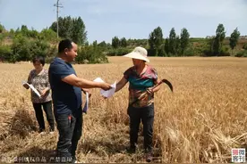 大山深处小麦开割，农民地头签下承诺书图片
