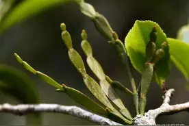 人称“螃蟹脚”，寄生在深山老树上，营养价值高，已成高端茶饮品图片