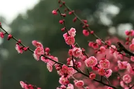 红梅名字很中国风，也自带中国红，花似红梅叶如松图片