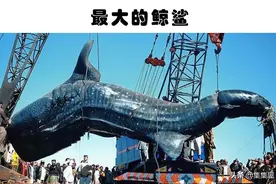 迄今为止，人类所发现的9种最大的动物图片