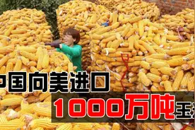 中美达成协议，中国向美进口1000万吨玉米，中国为何需要大量玉米视频封面