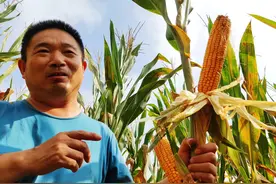 农民辞工作承包500亩土地，全职种植小麦和玉米，能稳赚不赔吗？图片