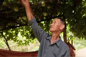 百香果怎么就突然火了？榴莲、车厘子没一个追的上的图片