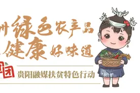 助农团团丨纳雍高山有机红茶——身穿云雾裳，脚踩落日霞，群玉山头品红茶图片