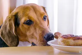 狗狗的干饭日常，让人哭笑不得图片