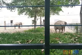 京城暑假去哪玩？这8个地方萌宠多多，萌娃都喜欢！图片