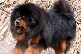 “泰山”一怒咬死挑战它的另一只獒王，原来为了卓玛啦的红纱巾图片