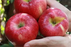 8月遇到这种水果别犹豫，它脆甜可口，肉香皮薄，越丑越好吃图片
