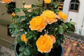 第一次养月季，就选“果汁阳台”，满头花苞四季开花图片