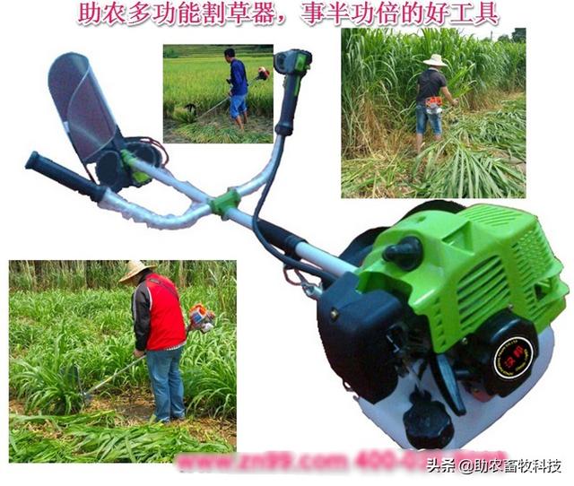 南方养猪种植什么牧草好？猪场为什么推荐种植牧草？