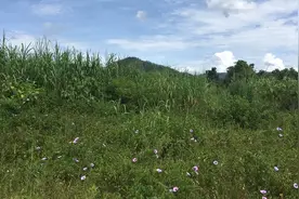 又是一个套路图片