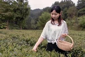 “高端茶、新零售、茶旅游”，三峡“茶姑娘”让家乡茶叶产值翻6倍图片