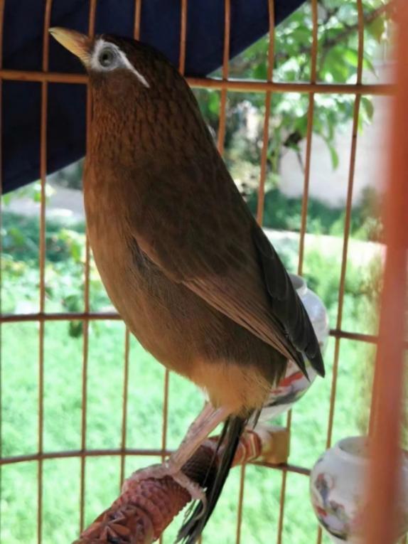 一只优等画眉鸟的各项鉴别标准