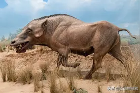 史前地狱猪到底是一种什么样的恐怖动物？图片