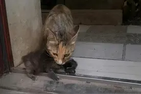 救了一只小奶猫，猫妈妈来要孩子我没给，4个月后，母子又见面了图片