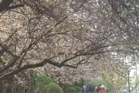 85岁大爷的指甲，让我羡慕不已图片