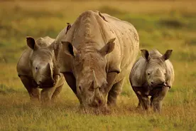 同是草原巨兽，狮子能吊打水牛，却为何不敢招惹犀牛？图片