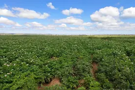 产量高不高管理很重要，看北方马铃薯8月份的水肥药管理措施图片