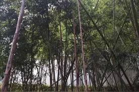 山中美味——小斑竹咸笋图片