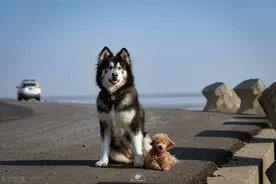 春季狗狗掉毛最严重，铲屎官快哭晕啦图片