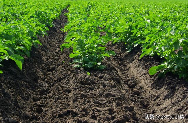 五月份正是土豆生长关键期，做好两个措施，薯块个头大结得还多