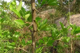 柘木，一种高贵而低调的树种图片