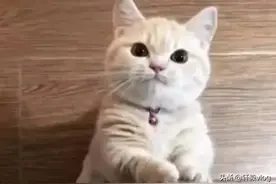 主人当猫的面吃零食，小猫立刻咧嘴笑了起来，主人瞬间被暖到了图片