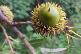 农村这种野果, 小时候经常当“弹珠”来玩, 殊不知还可以用来做豆腐图片