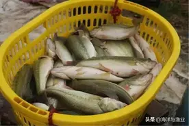 又涨啦！最高12.5元/斤，广东加州鲈6天连涨4次！图片