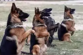 中华土狗为啥不能做军犬，听完兵哥哥的解释，网友：确实不敢用图片