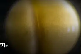 蝾螈的胚胎生长过程图片