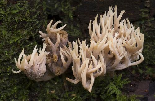 获赞野生之花，鲜甜爽口常被当成海鲜，已到成熟季节，却很难买到