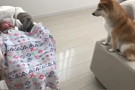 女主人生了宝宝，告诉柴犬是“弟弟”，狗子的态度就不同了图片