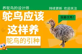 鸵鸟应该这么养——引种篇图片