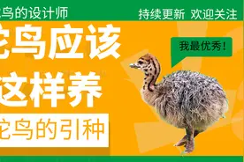 鸵鸟应该这么养——引种篇图片