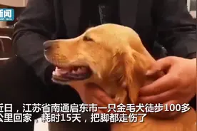 被寄养金毛暴走100多公里回家，主人：这辈子再也不分开图片