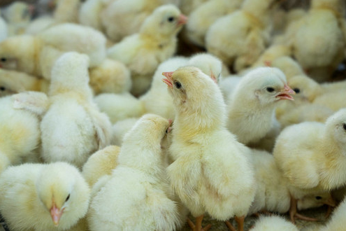 家禽养殖过程中如何给雏鸡正确使用开口药？