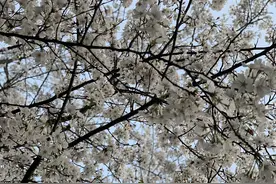 时光倒流，绍兴樱花图片