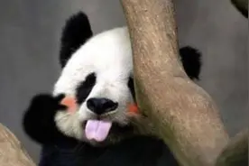 种草二次元萌系属性，巴卫的狐狸耳朵，花子君中阿司的小虎牙图片