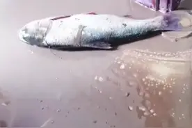 洪水退后，湖南老乡清扫房屋，扫出数条大鱼来，网友：自然的馈赠图片