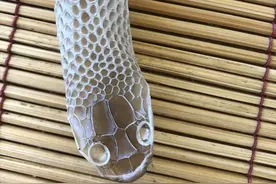 后院发现大蛇皮，大蛇究竟哪里去了？澳洲妇女脸书紧急求助图片