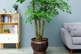 春天的幸福树总是掉叶子？做好这几点，补救还来得及图片